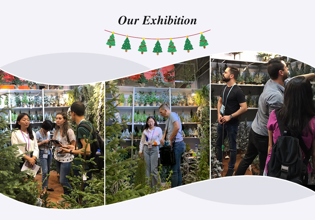 Christmas Queen Exhibition Christmas Queen Exhibition